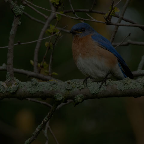 Eastern Bluebird