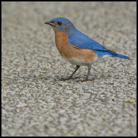 Eastern Bluebird