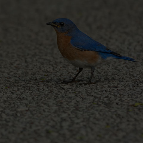 Eastern Bluebird