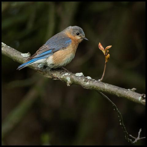 Eastern Bluebird