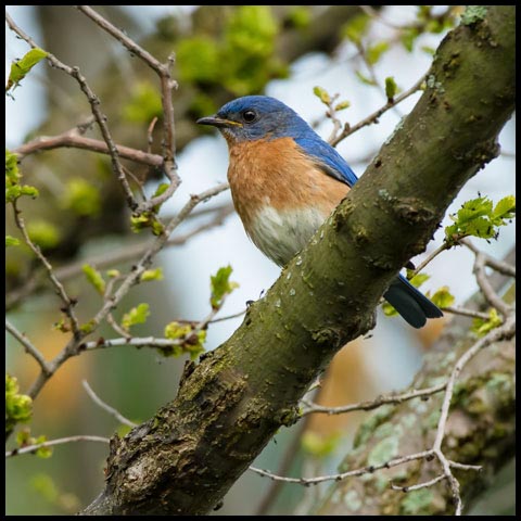 Eastern Bluebird