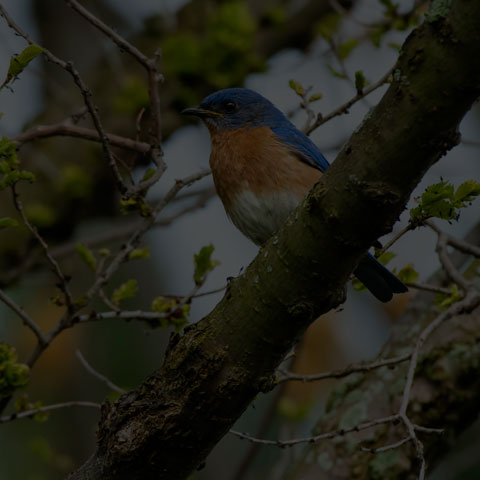 Eastern Bluebird