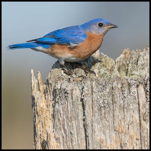 Eastern Bluebird