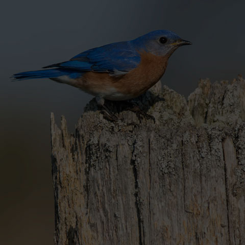 Eastern Bluebird