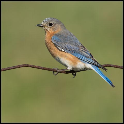 Eastern Bluebird