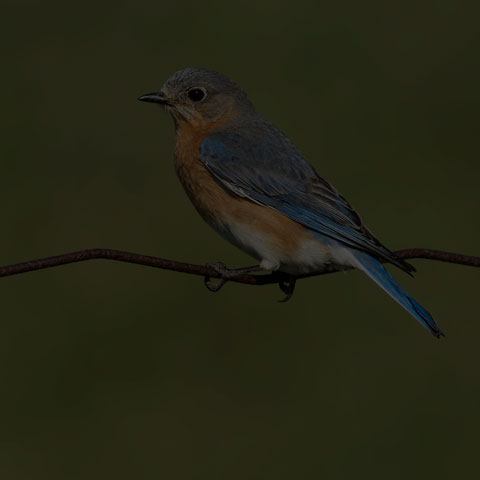 Eastern Bluebird