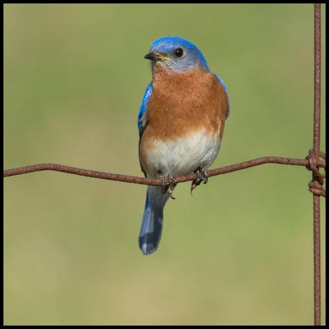 Eastern Bluebird