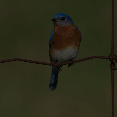 Eastern Bluebird