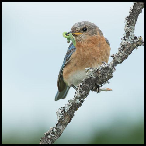 Eastern Bluebird