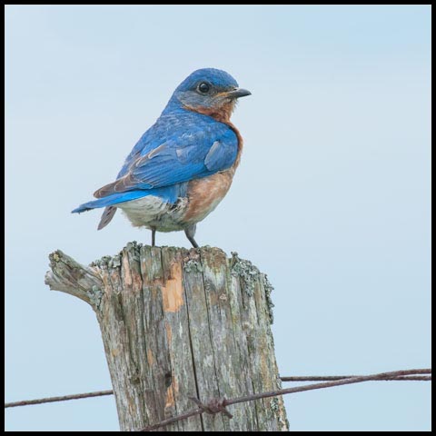 Eastern Bluebird