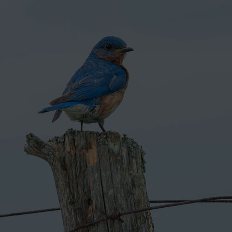 Eastern Bluebird