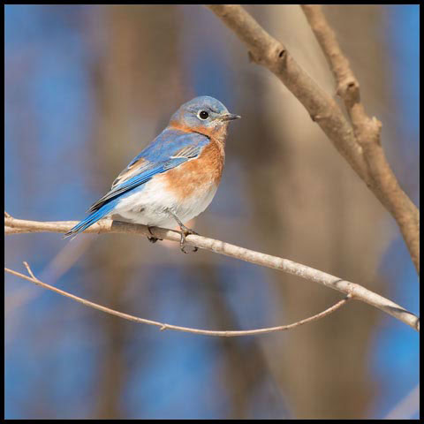 Eastern Bluebird