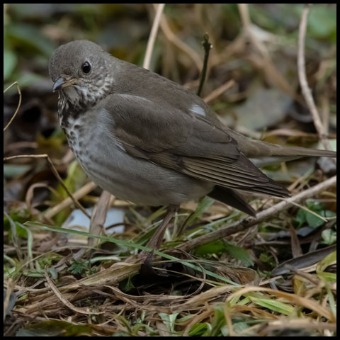 Grey-cheeked Thrush