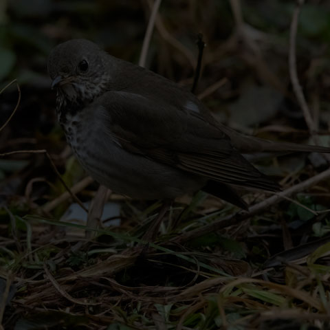 Grey-cheeked Thrush