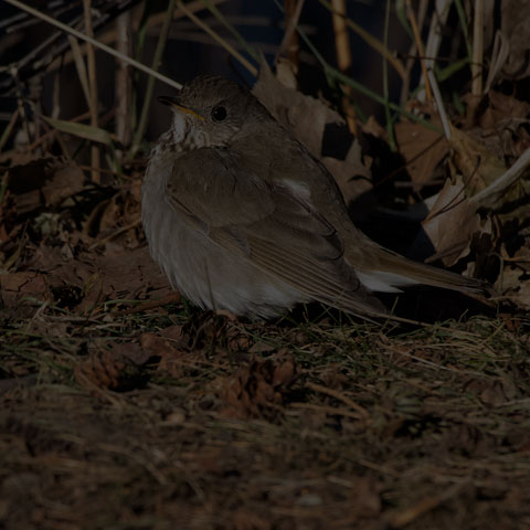 Grey-cheeked Thrush