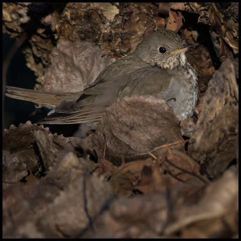Grey-cheeked Thrush