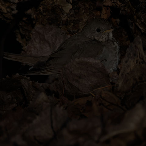 Grey-cheeked Thrush