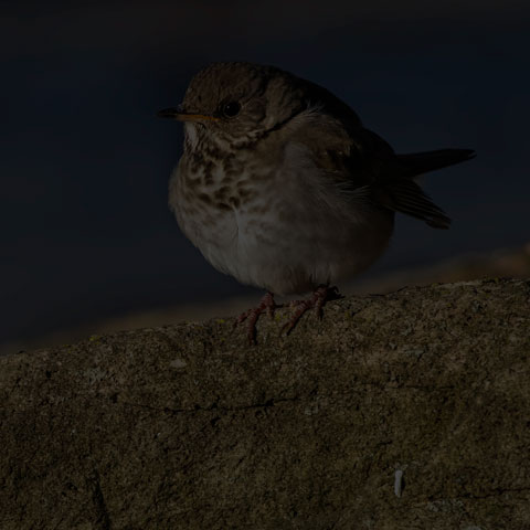 Grey-cheeked Thrush