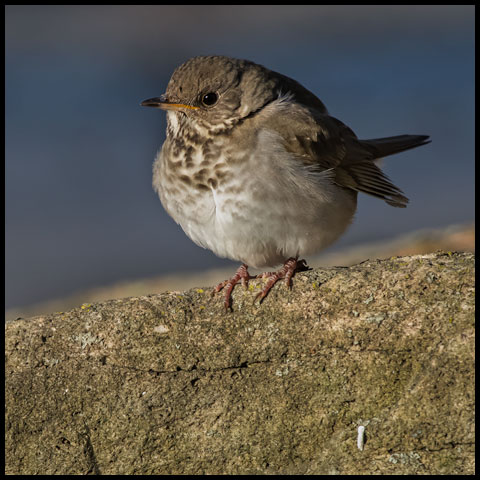Grey-cheeked Thrush
