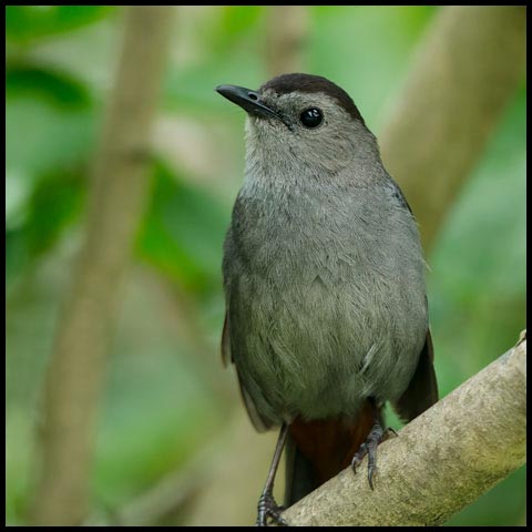 Grey Catbird