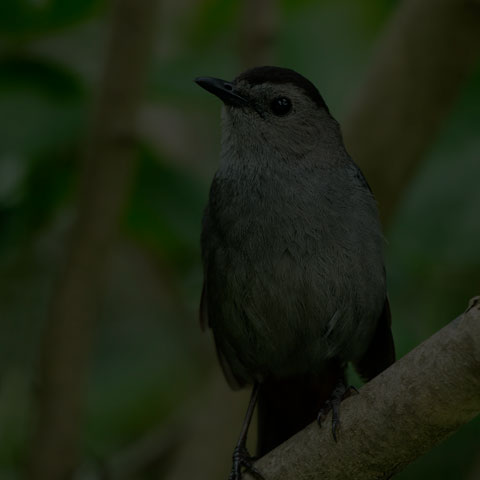 Grey Catbird