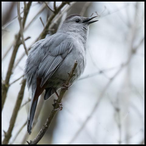 Grey Catbird