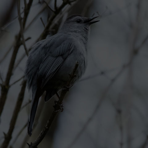 Grey Catbird