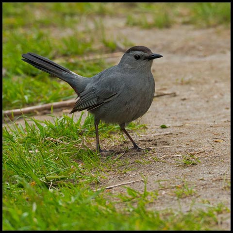 Grey Catbird