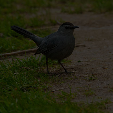 Grey Catbird