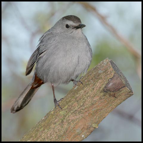 Grey Catbird
