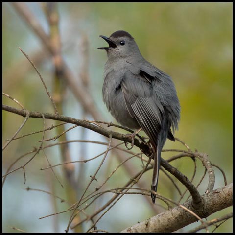 Grey Catbird
