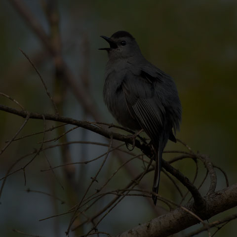 Grey Catbird