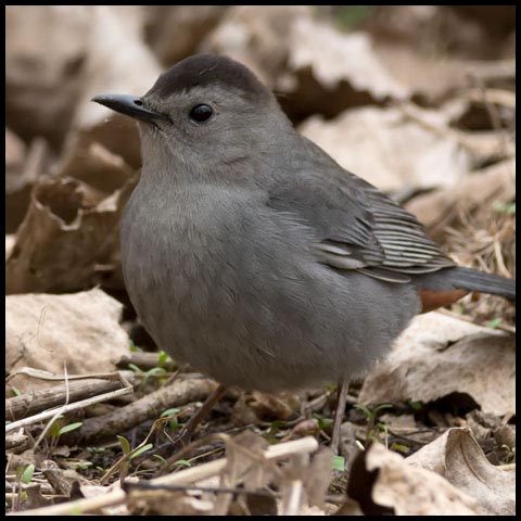 Grey Catbird