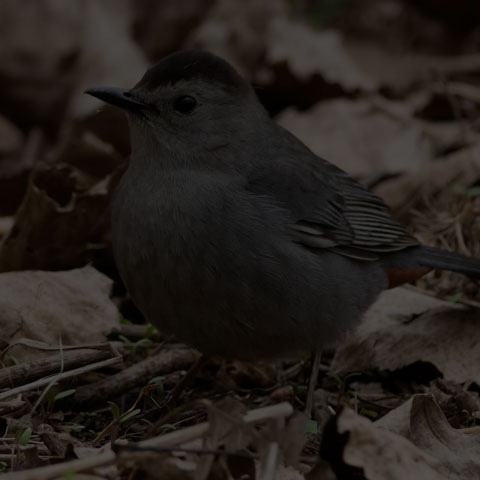 Grey Catbird