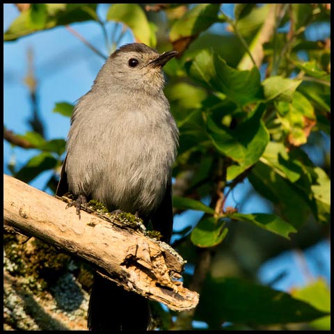 Grey Catbird