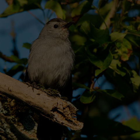 Grey Catbird
