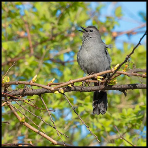 Grey Catbird