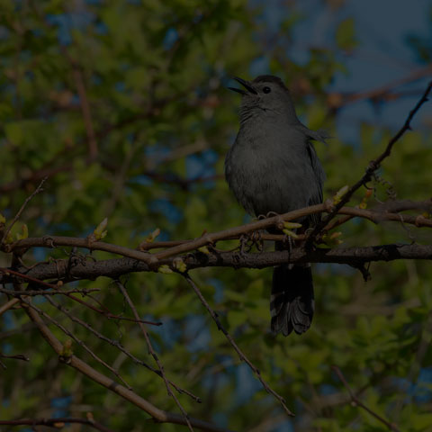 Grey Catbird
