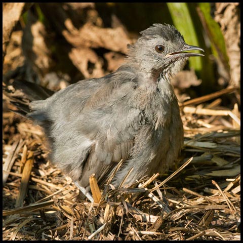 Grey Catbird