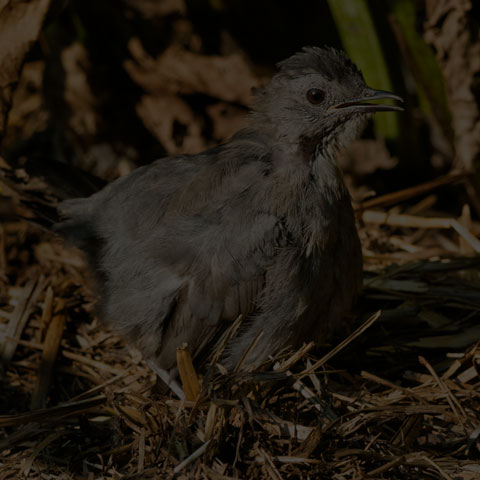 Grey Catbird