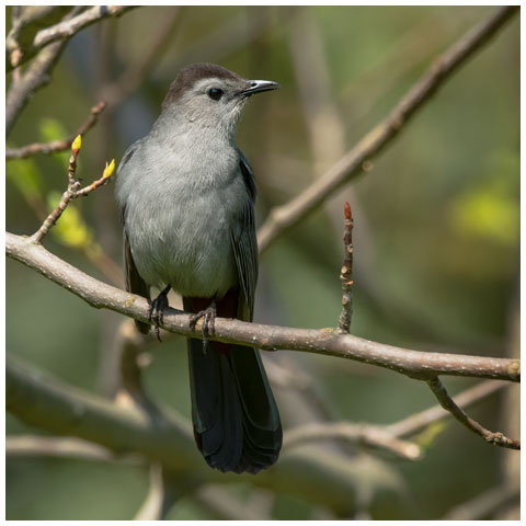 Grey Catbird