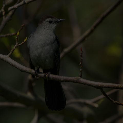Grey Catbird