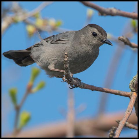 Grey Catbird