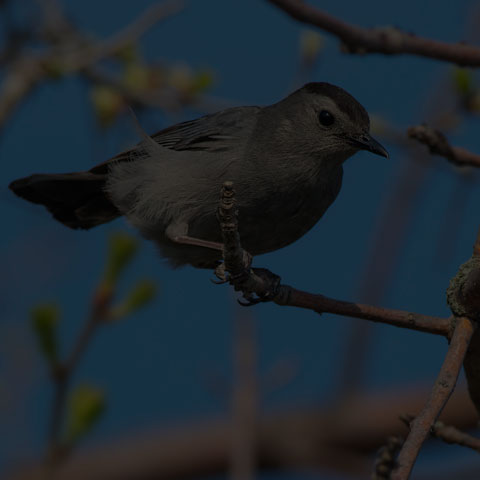 Grey Catbird
