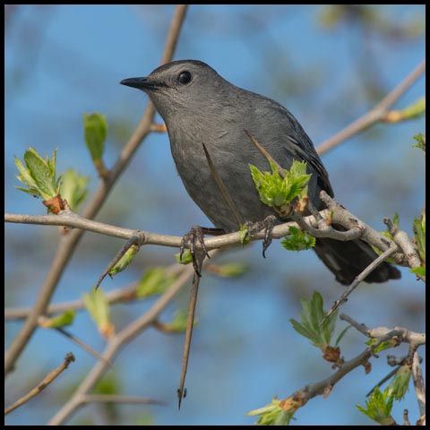 Grey Catbird