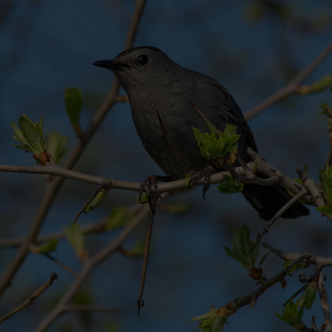 Grey Catbird