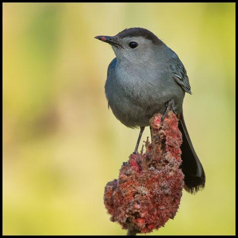 Grey Catbird