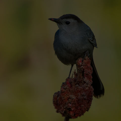 Grey Catbird