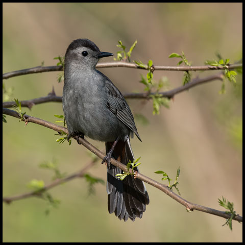 Grey Catbird