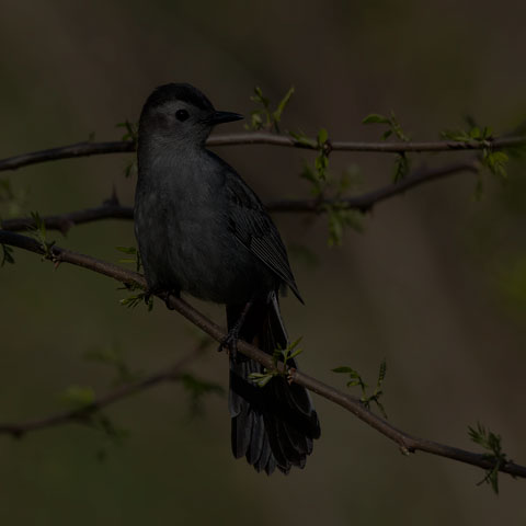 Grey Catbird